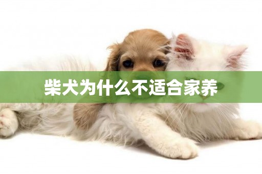 柴犬為什么不適合家養
