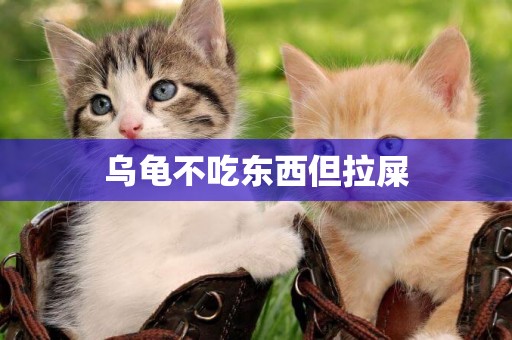 烏龜不吃東西但拉屎