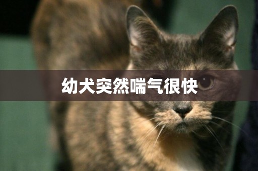 幼犬突然喘氣很快
