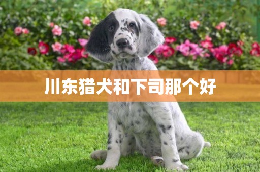 川東獵犬和下司那個好