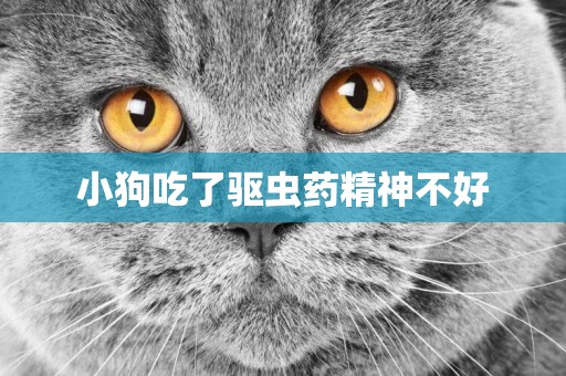 小狗吃了驅蟲藥精神不好
