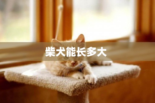柴犬能長多大 