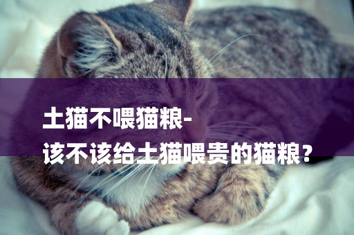 土貓不喂貓糧-
該不該給土貓喂貴的貓糧？