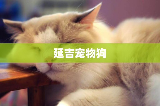 延吉寵物狗