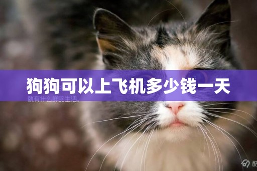 狗狗可以上飛機多少錢一天