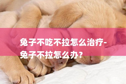 兔子不吃不拉怎么治療-
兔子不拉怎么辦？