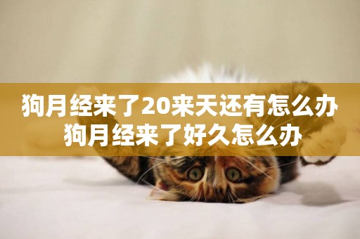狗月經來了20來天還有怎么辦 狗月經來了好久怎么辦