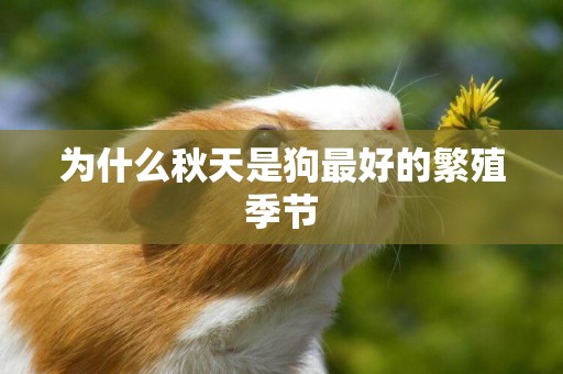 為什么秋天是狗最好的繁殖季節