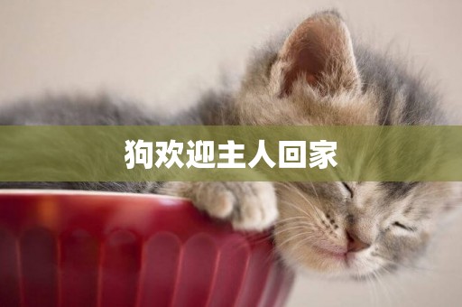 狗歡迎主人回家