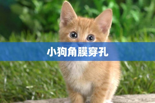 小狗角膜穿孔