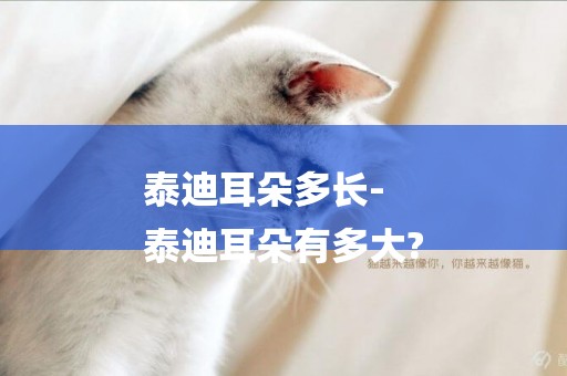 泰迪耳朵多長-
泰迪耳朵有多大?