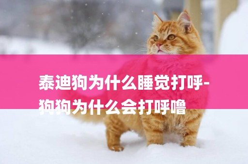 泰迪狗為什么睡覺打呼-
狗狗為什么會打呼嚕