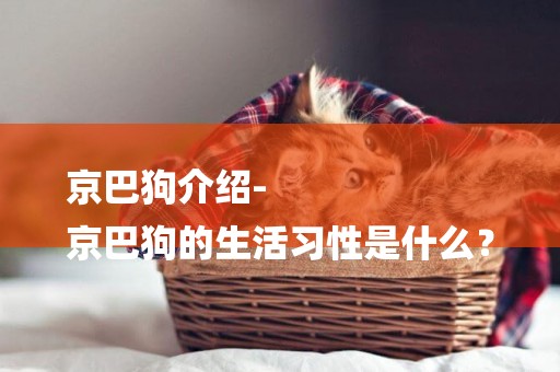 京巴狗介紹-
京巴狗的生活習性是什么？