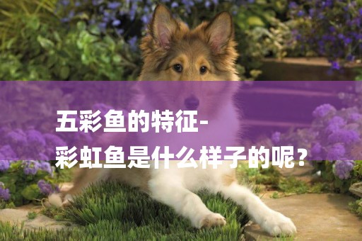 五彩魚的特征-
彩虹魚是什么樣子的呢？