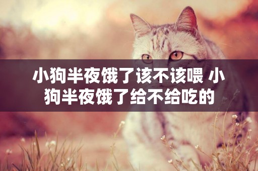 小狗半夜餓了該不該喂 小狗半夜餓了給不給吃的