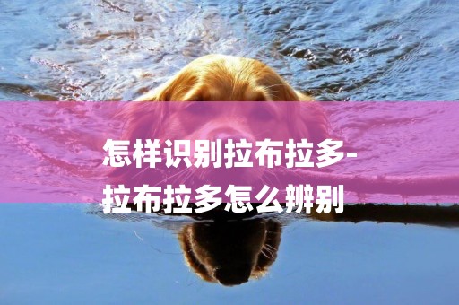 怎樣識別拉布拉多-
拉布拉多怎么辨別