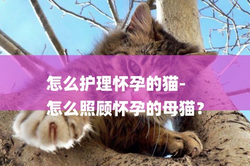怎么護理懷孕的貓-
怎么照顧懷孕的母貓？