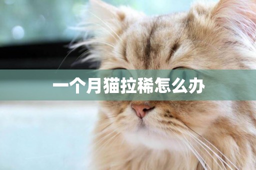 一個月貓拉稀怎么辦