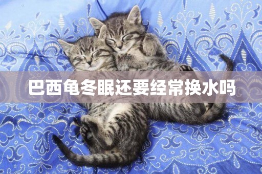 巴西龜冬眠還要經常換水嗎