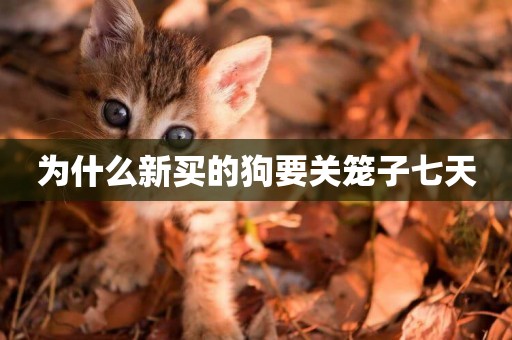 為什么新買的狗要關籠子七天