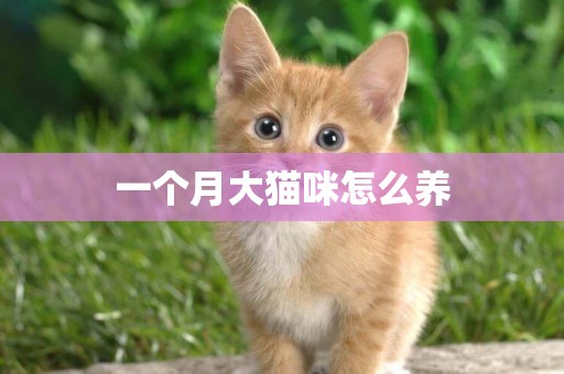 一個月大貓咪怎么養