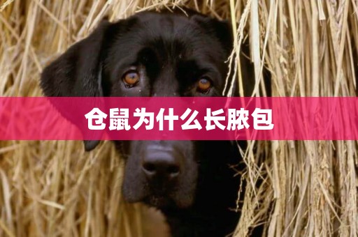 倉鼠為什么長膿包