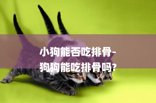 小狗能否吃排骨-
狗狗能吃排骨嗎?