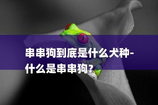 串串狗到底是什么犬種-
什么是串串狗？