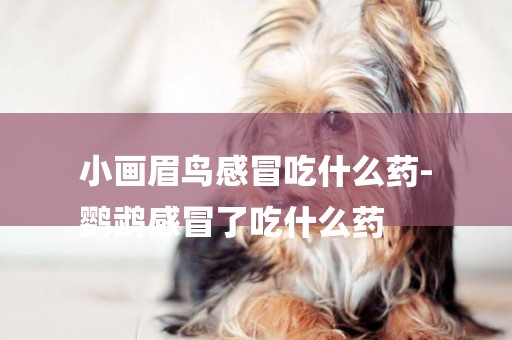 小畫眉鳥感冒吃什么藥-
鸚鵡感冒了吃什么藥