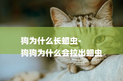 狗為什么長蛔蟲-
狗狗為什么會拉出蛔蟲