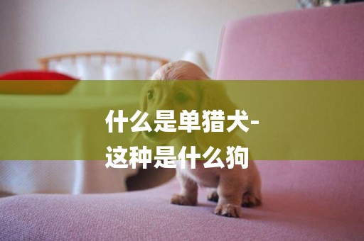 什么是單獵犬-
這種是什么狗