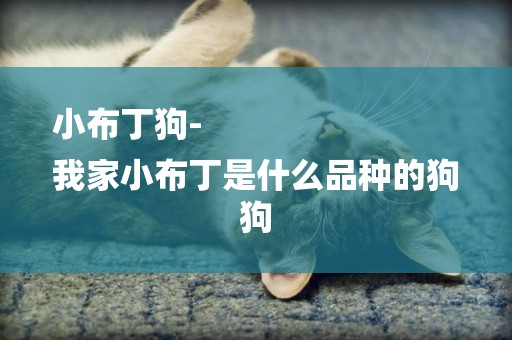 小布丁狗-
我家小布丁是什么品種的狗狗