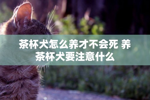 茶杯犬怎么養才不會死 養茶杯犬要注意什么