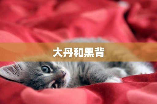 大丹和黑背
