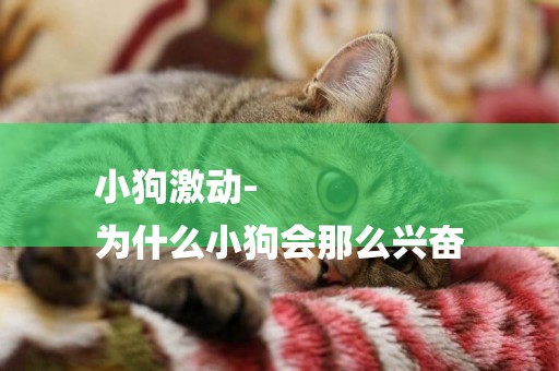 小狗激動-
為什么小狗會那么興奮