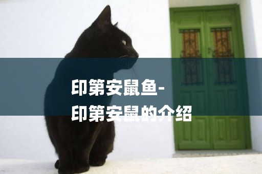 印第安鼠魚-
印第安鼠的介紹
