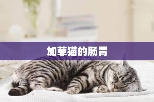 加菲貓的腸胃