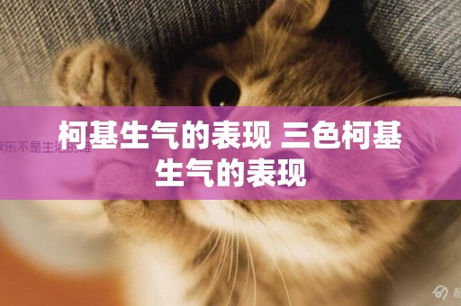 柯基生氣的表現 三色柯基生氣的表現