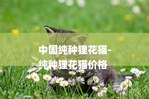 中國純種貍花貓-
純種貍花貓價格