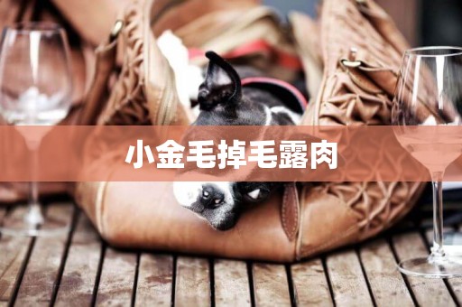 小金毛掉毛露肉