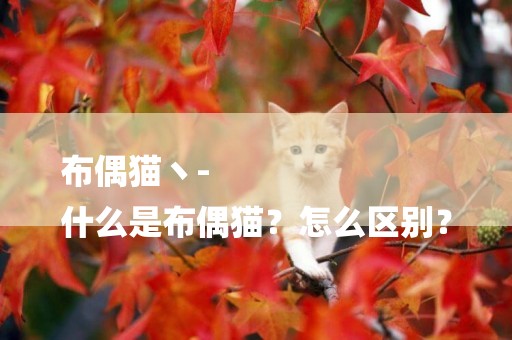 布偶貓丶-
什么是布偶貓？怎么區別？