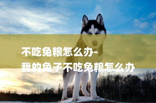 不吃兔糧怎么辦-
我的兔子不吃兔糧怎么辦