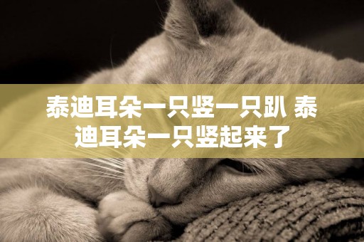 泰迪耳朵一只豎一只趴 泰迪耳朵一只豎起來了