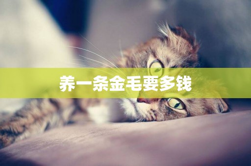 養一條金毛要多錢