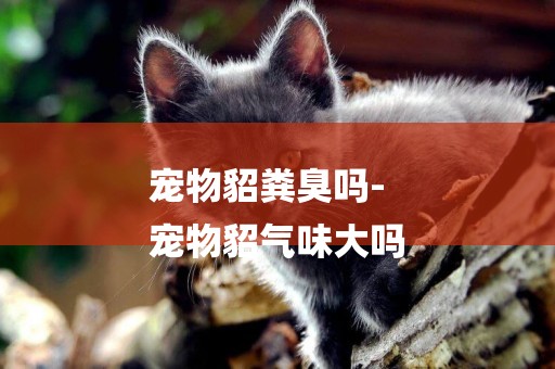 寵物貂糞臭嗎-
寵物貂氣味大嗎