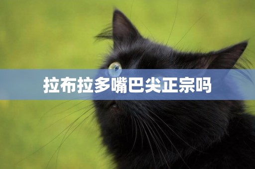 拉布拉多嘴巴尖正宗嗎