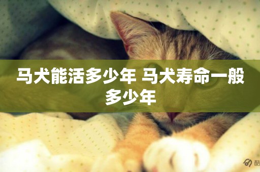 馬犬能活多少年 馬犬壽命一般多少年