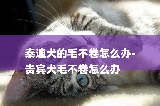 泰迪犬的毛不卷怎么辦-
貴賓犬毛不卷怎么辦