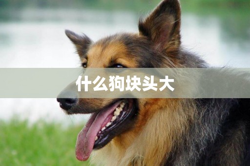 什么狗塊頭大