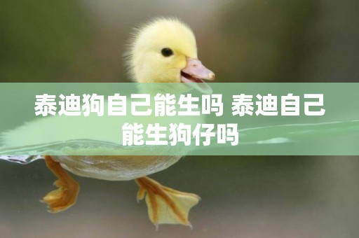 泰迪狗自己能生嗎 泰迪自己能生狗仔嗎